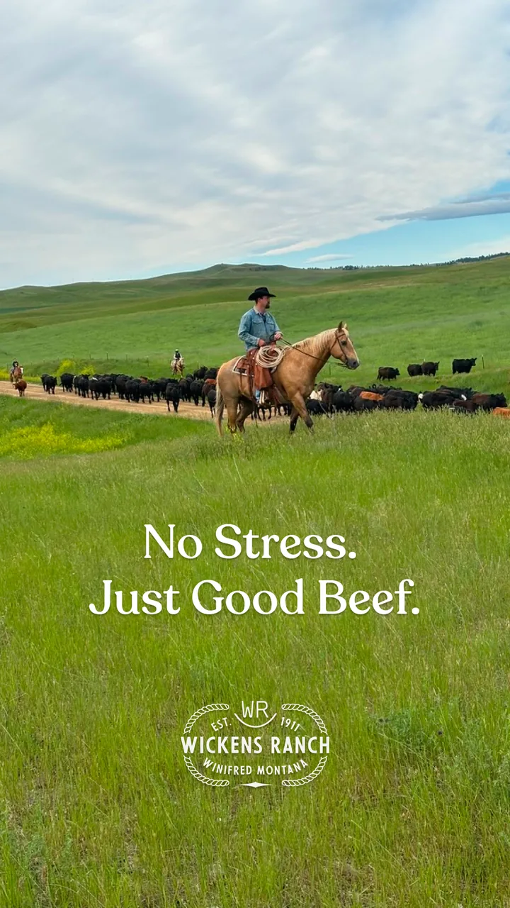 Wickens Ranch rider crossing open Montana pasture under the No Stress Just Good Beef line